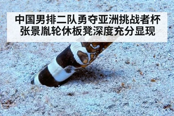 中国男排二队勇夺亚洲挑战者杯张景胤轮休板凳深度充分显现